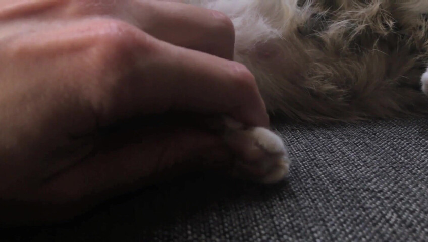 Rhonda ASMR - Furr Blanket