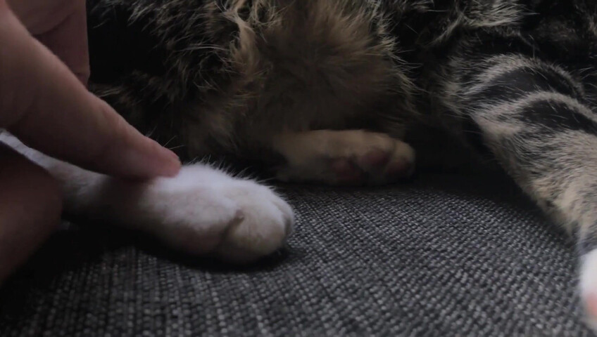 Rhonda ASMR - Furr Blanket
